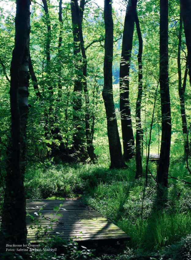 Brackvenn bei Ormont, Foto: Sabrina Janssen, Stadtkyll