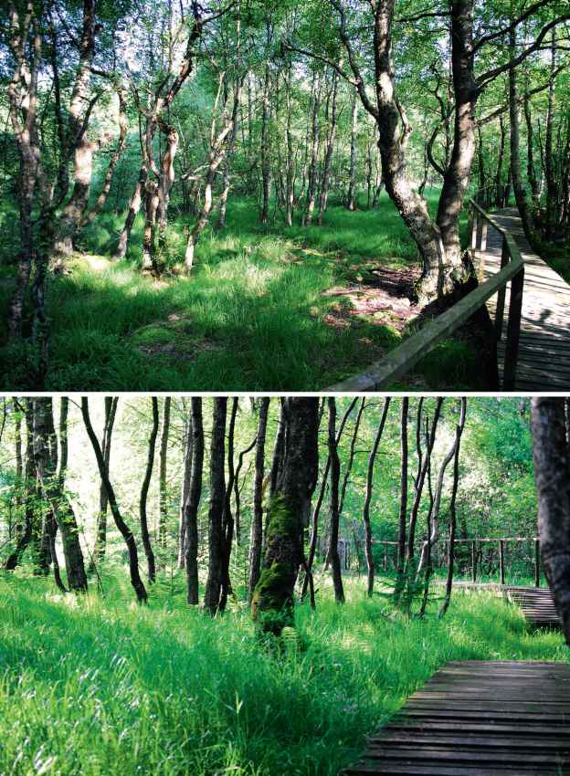 Brackvenn bei Ormont, Foto: Sabrina Janssen, Stadtkyll